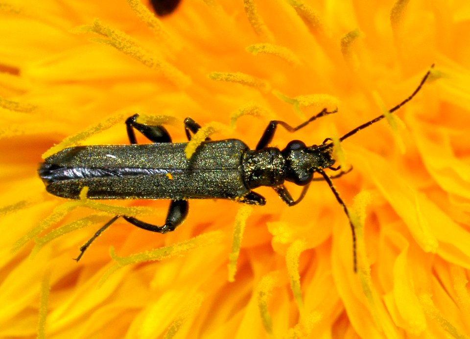 Oedemera-virescens-01-fws