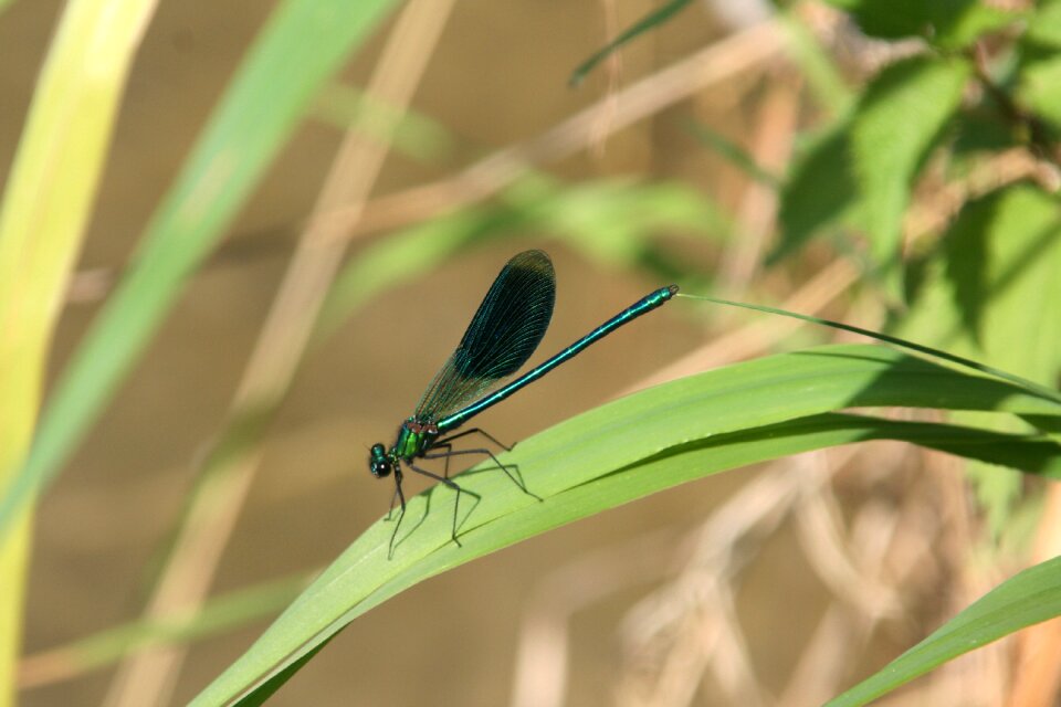 Insect nature water