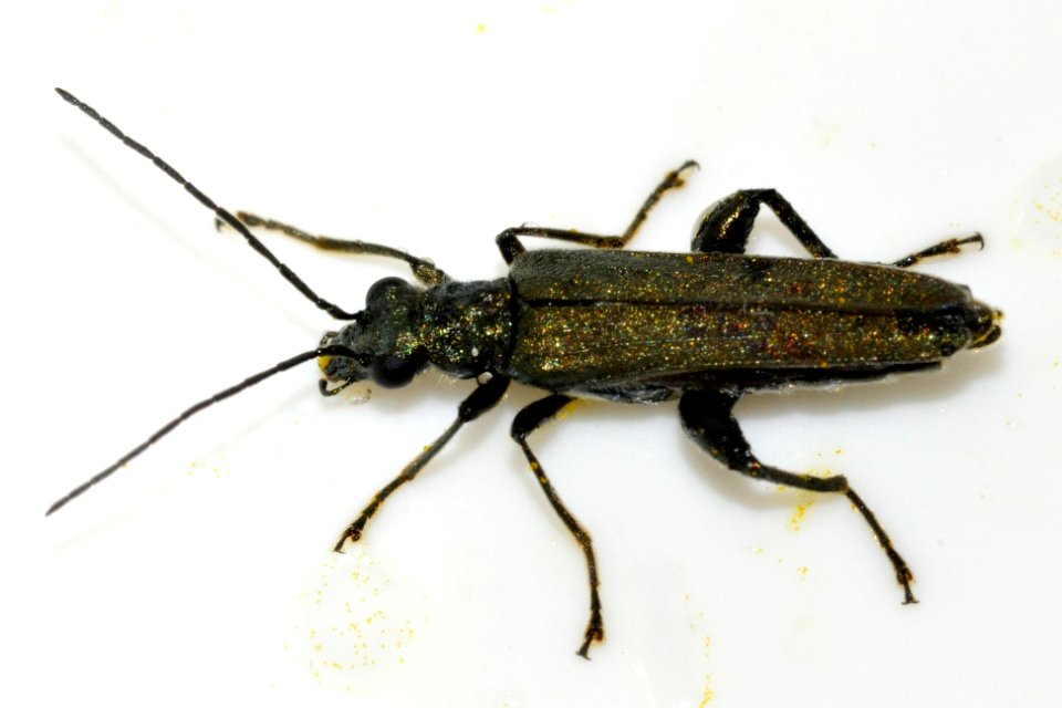 Oedemera-virescens-05-fws