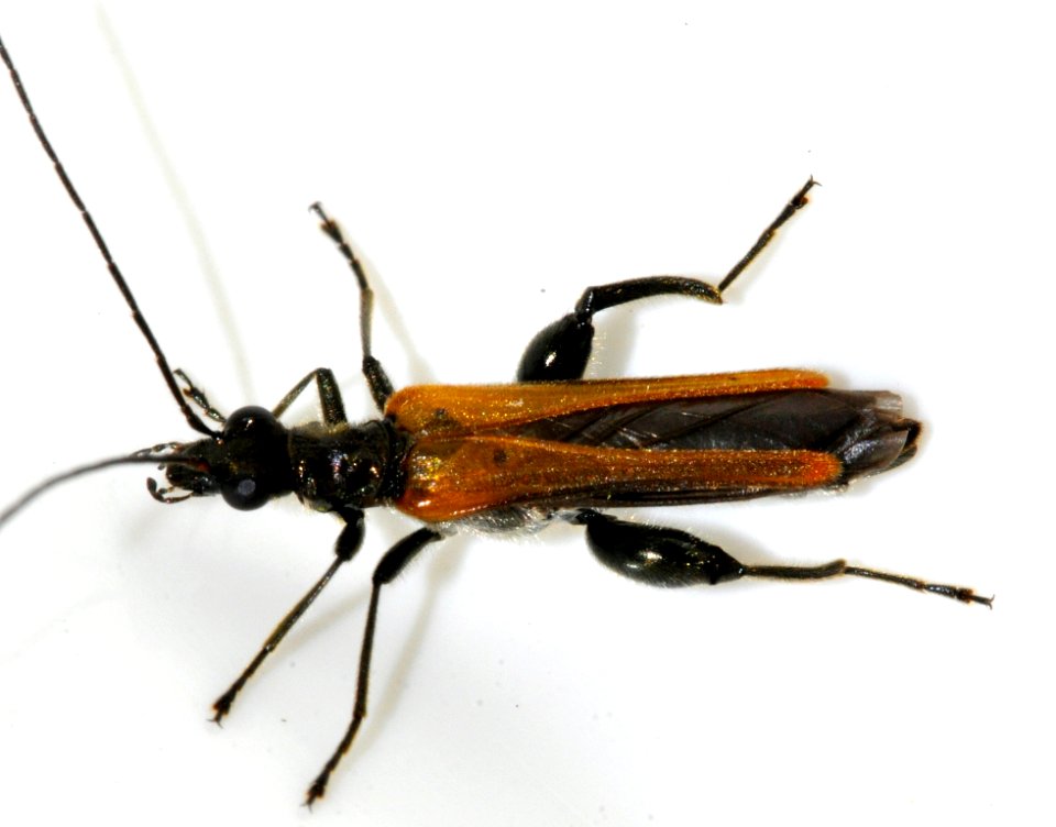 Oedemera-femorata-09-fws