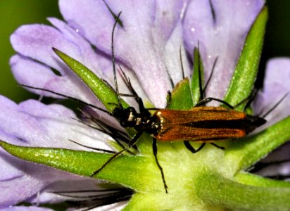 Oedemera-femorata-02-fws photo