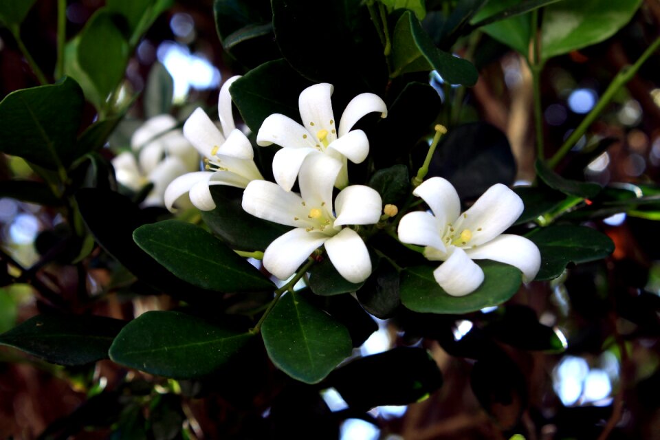 Beauty flowers white