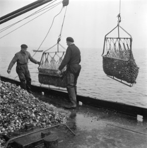 Oesterkwekerij, Bestanddeelnr 902-1225