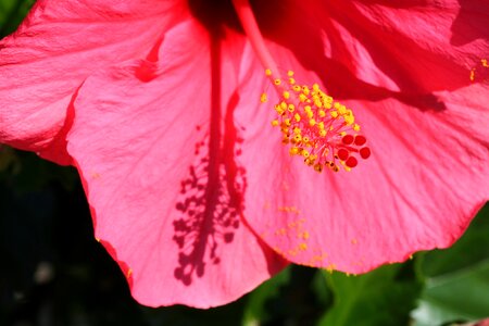 Summer red kukkka red flower