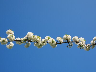 Spring blossom bloom photo