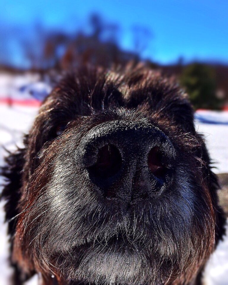 Cute fur canine
