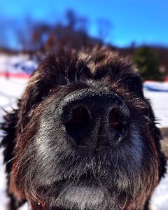 Cute fur canine