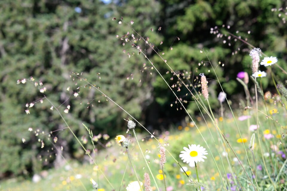 Ordinary licorice poaceae