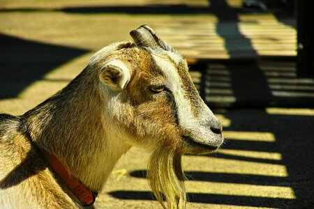 Animal whisker profile