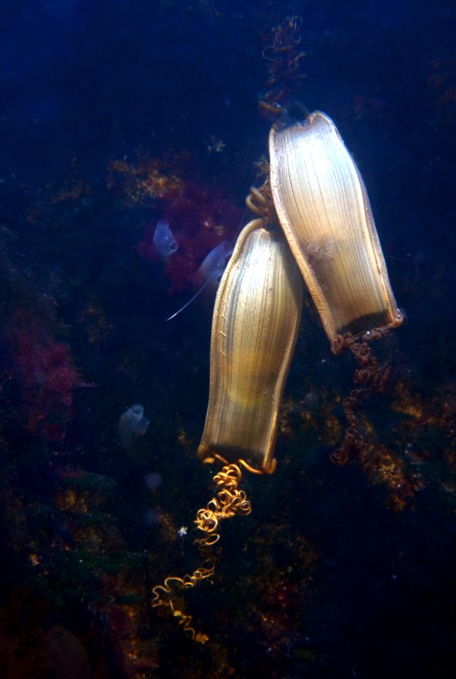 Oeufs de grande roussette Scyliorhinus stellaris Vannes 20082012
