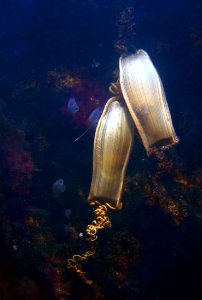 Oeufs de grande roussette Scyliorhinus stellaris Vannes 20082012