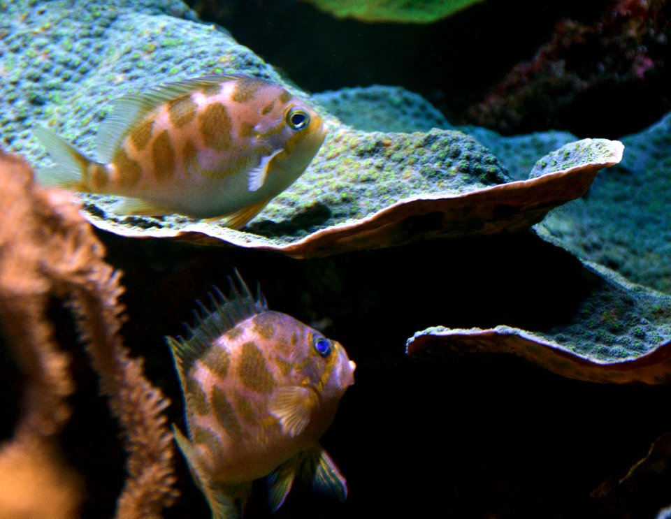 Odontanthias borbonius Aquarium tropical du Palais de la Porte Dorée 10 04 2016 2