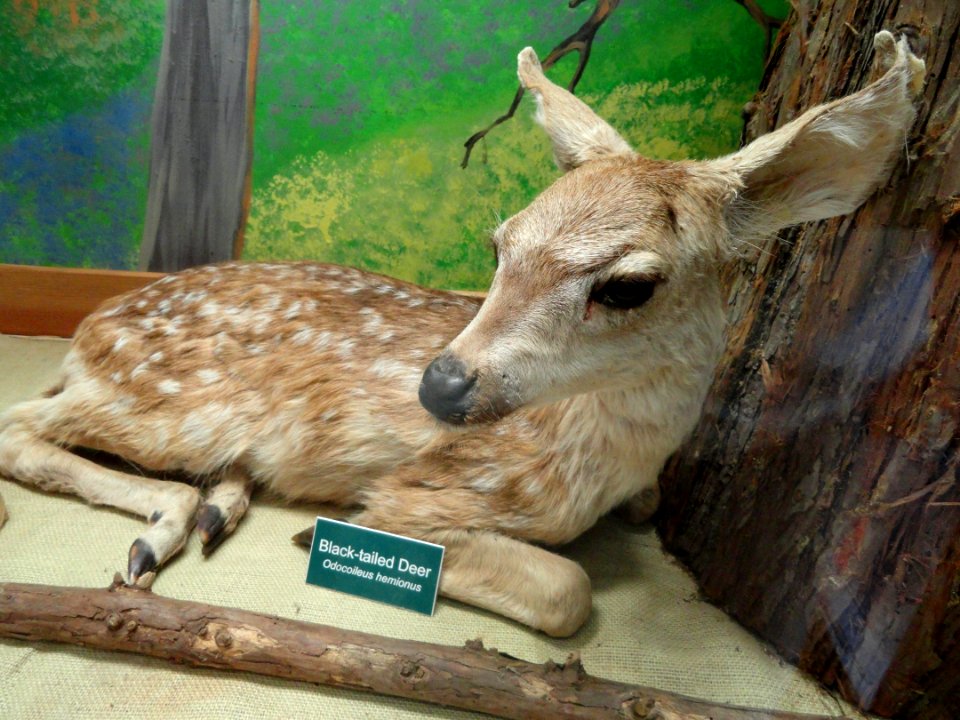 Odocoileus hemionus - Museum - Garland Ranch Regional Park - DSC06882