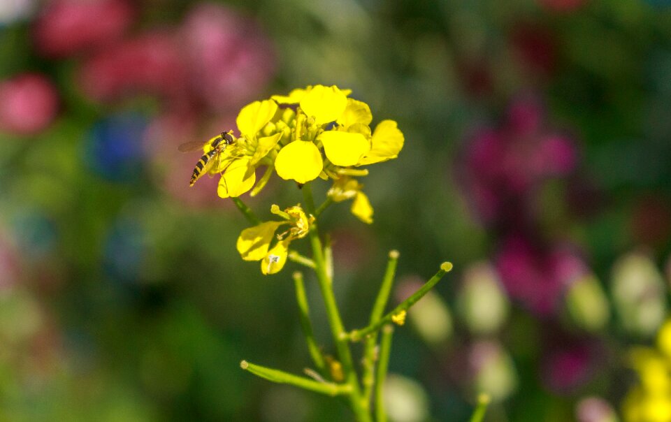 Macro insect blossom