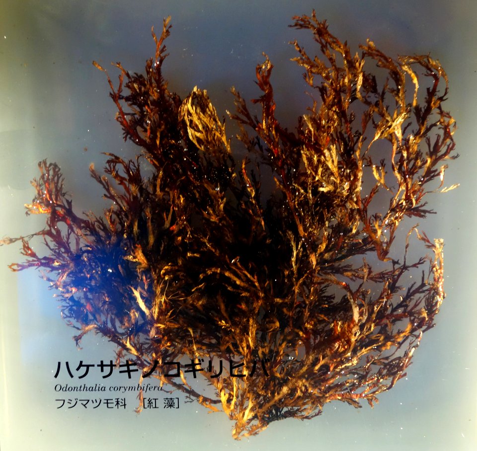 Odonthalia corymbifera - National Museum of Nature and Science, Tokyo - DSC07644