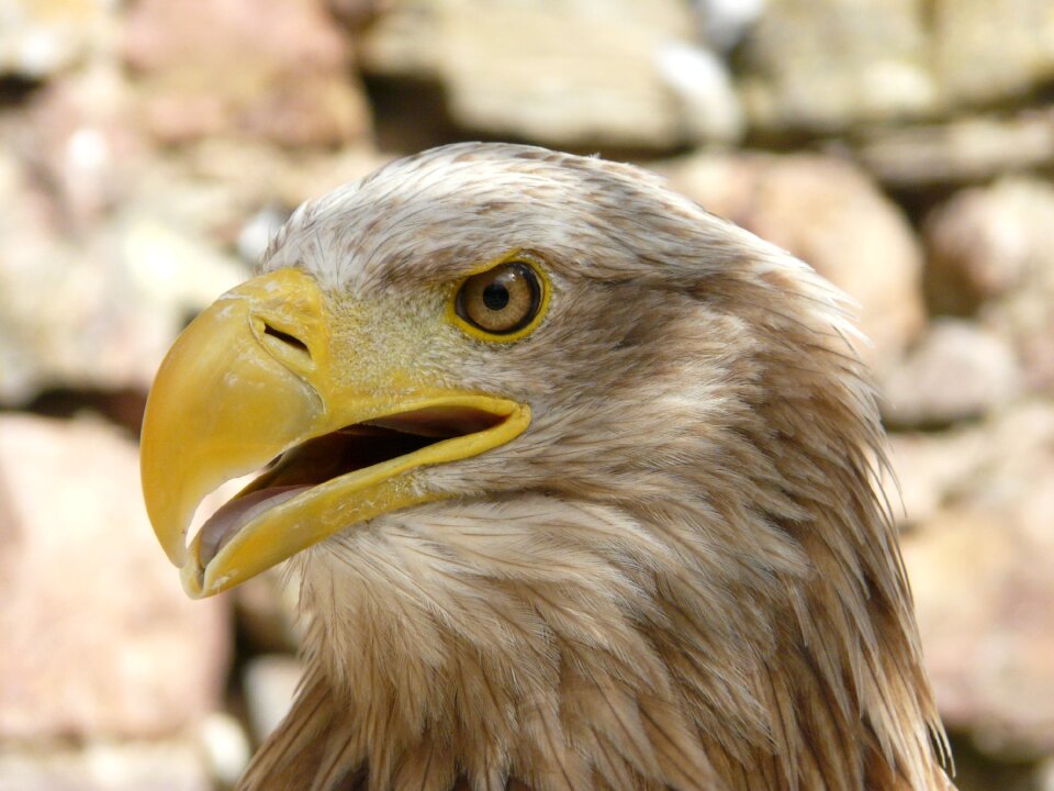 Wild birds animal nature