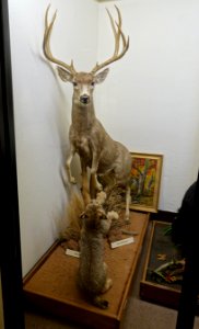 Odocoileus hemionus eremicus - Mount Angel Abbey Museum - Mount Angel Abbey - Mount Angel, Oregon - DSC09978