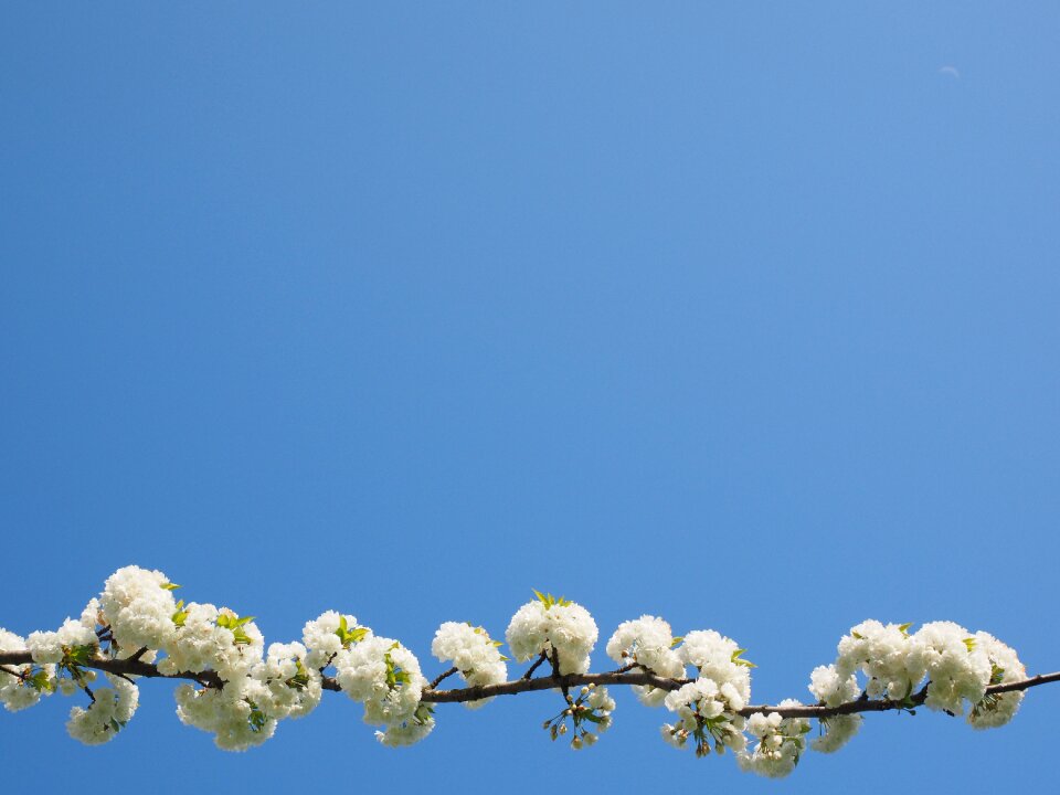 Spring blossom bloom photo