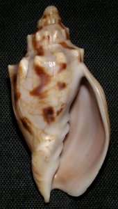 Odontocymbiola americana (Reeve, 1856) underside view - BioLib.cz