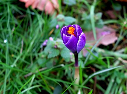 Purple early bloomer spring