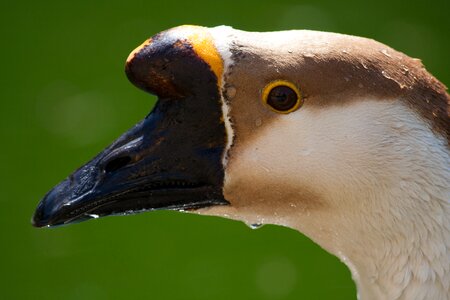 River duck animal photo