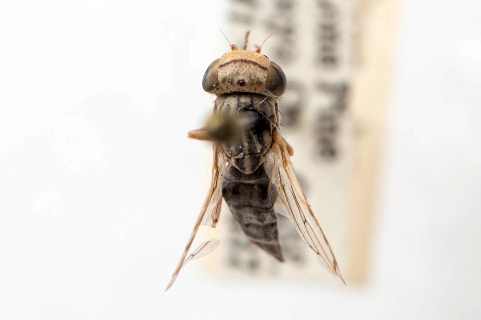Oedopa capito, dorsal