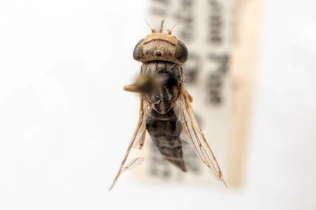 Oedopa capito, dorsal