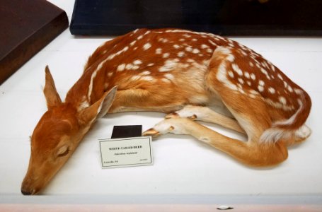 Odocoileus virginianus - Pember Library and Museum - Granville, New York - 20180224 141835