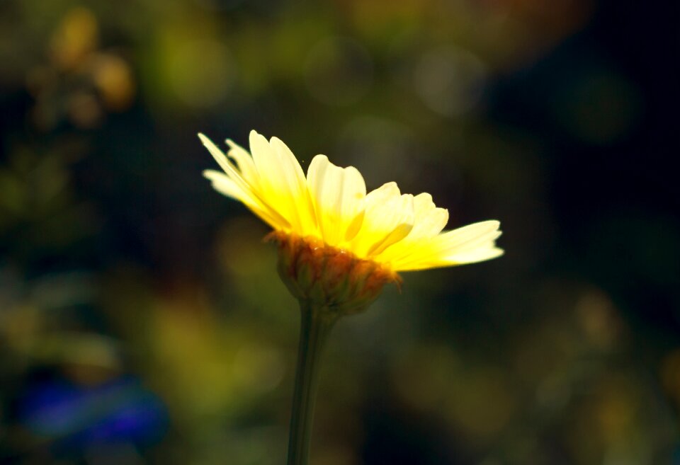 Summer flower summer plant yellow