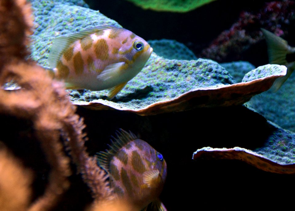 Odontanthias borbonius Aquarium tropical du Palais de la Porte Dorée 10 04 2016 1