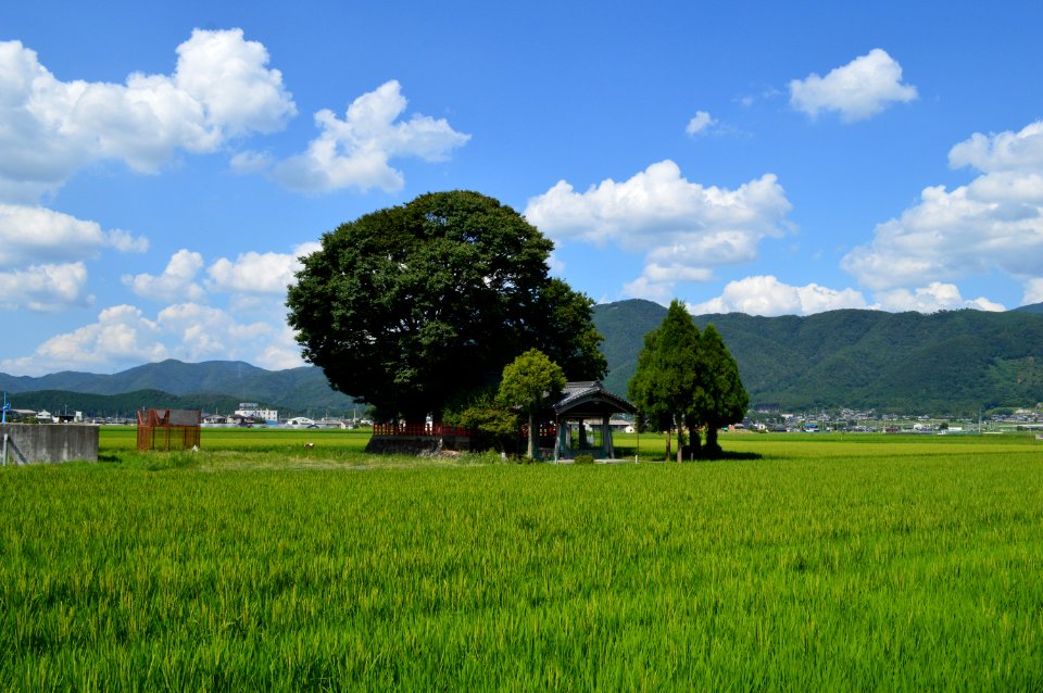 Ogawatsuki-jinja enkei-2