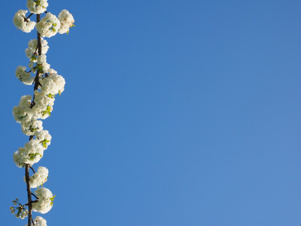 Spring blossom bloom