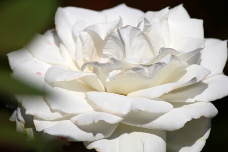 Love white rose romance