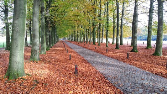 Trees nature autumn