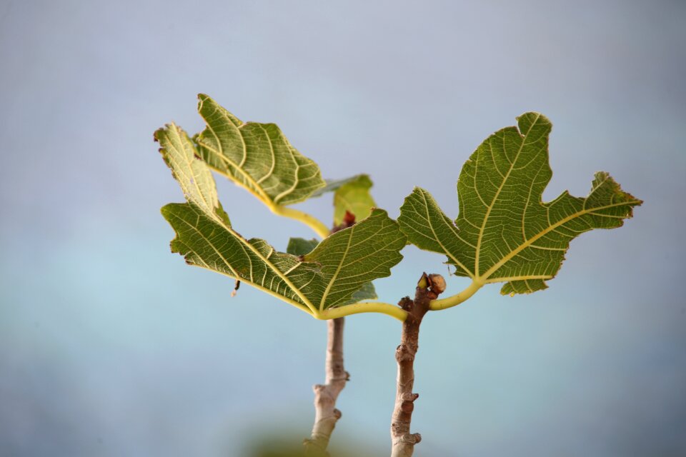 Tree fig leaf ramifications