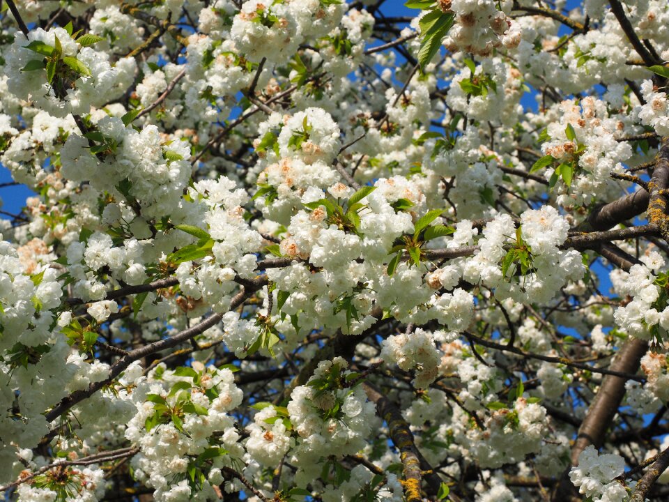 Spring blossom bloom