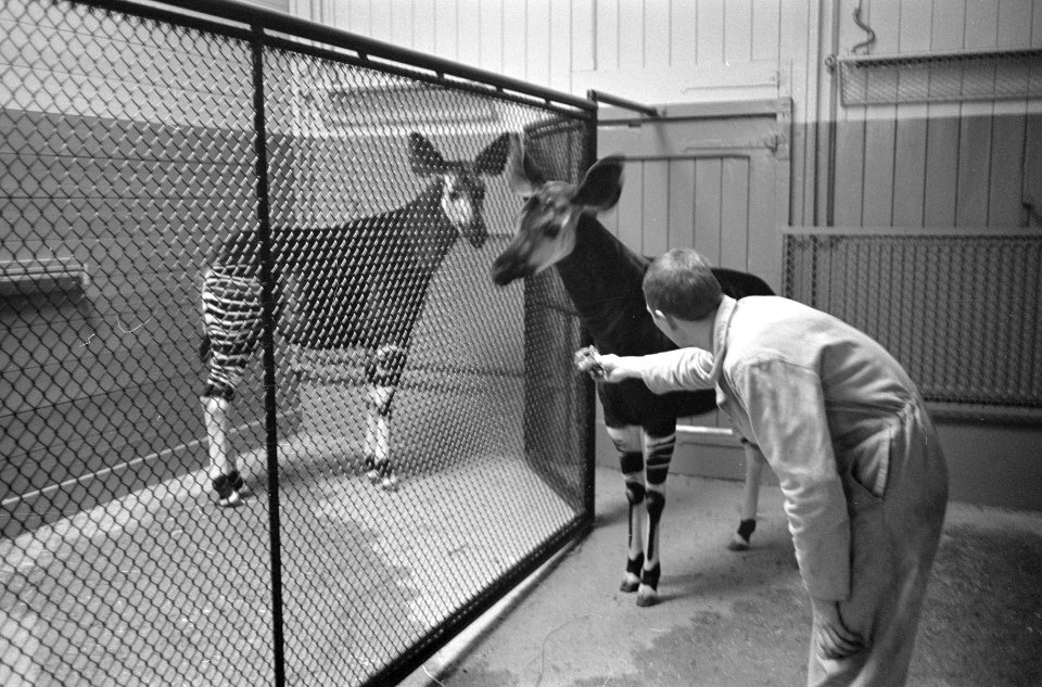 Okapis in Artis, Bestanddeelnr 913-7043