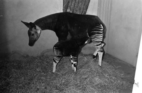 Okapi in gevangenschap te Blijdorp te Rotterdam geboren, moeder en zoon, Bestanddeelnr 915-9549