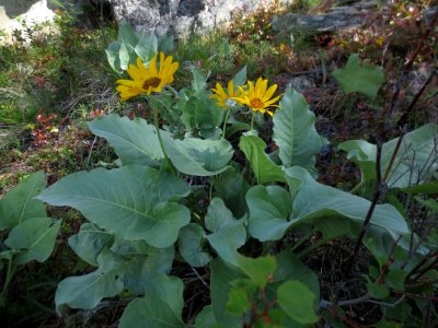 Okanagan Sunflowers in Skaha Bluffs Park photo