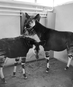 Okapi Ituri viert zijn eerste verjaardag in Diergaarde Blijdorp, Bestanddeelnr 912-0880