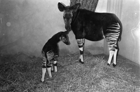 Okapi in gevangenschap te Blijdorp te Rotterdam geboren, moeder en zoon, Bestanddeelnr 915-9548