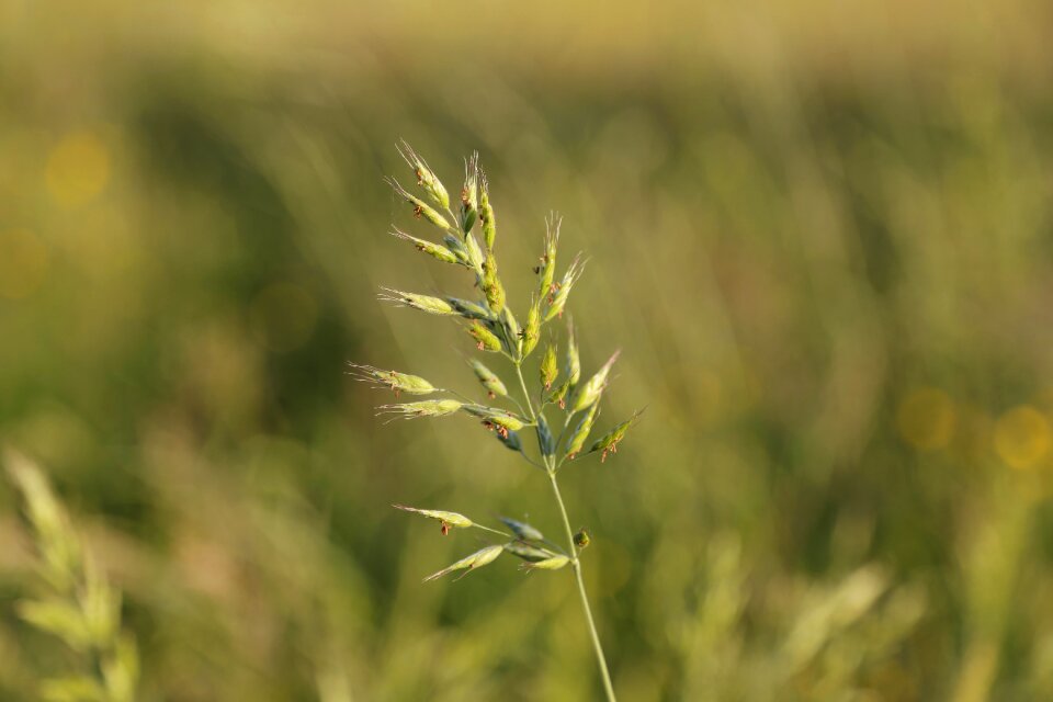 Meadow nature nature conservation
