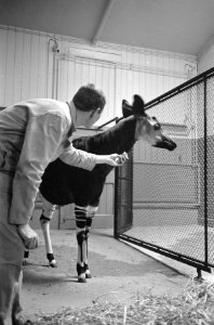 Okapis in Artis, Bestanddeelnr 913-7045