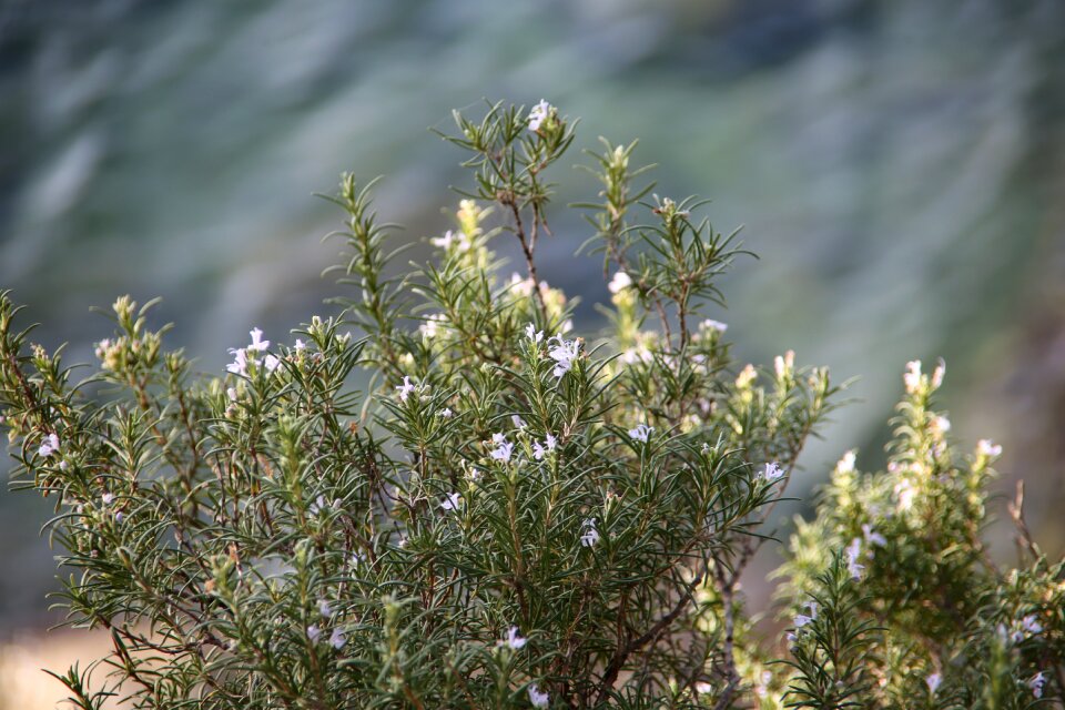 Aromatic vegetation phytotherapy