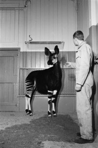 Okapis in Artis, Bestanddeelnr 913-7044