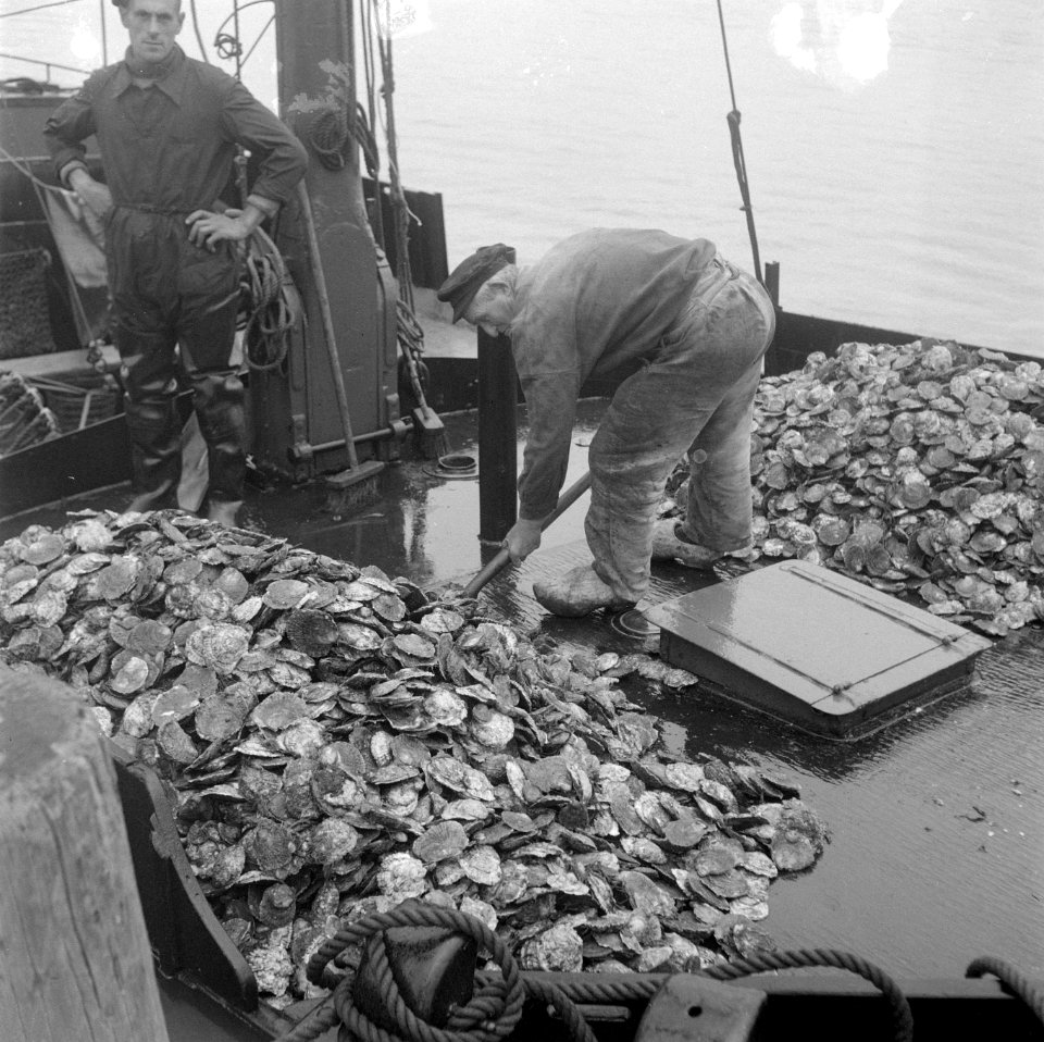 Oesters uit de put scheppen, Bestanddeelnr 902-3906