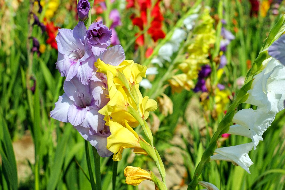 Bloom colorful field of flowers