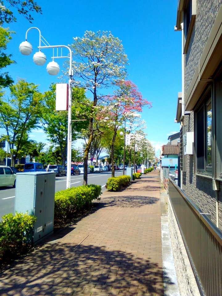 Oizumi-Hanamizuki-Dori-Street-2017042301