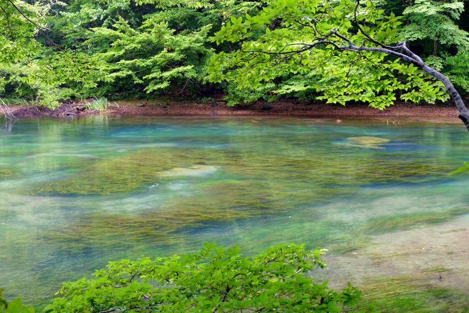 Oirase Mountain Stream at Lake Towada - Nenokuchi, Aomori - DSC01048