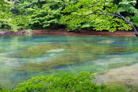 Oirase Mountain Stream at Lake Towada - Nenokuchi, Aomori - DSC01048